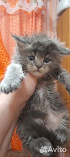 Котенок мейн кун с документами