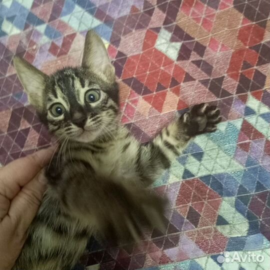 Кошка в дар бесплатно
