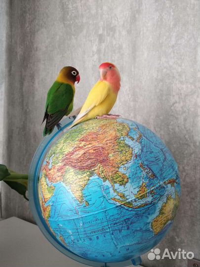 Попугай неразлучники