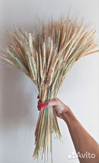 Сухоцветы пшеница для творчества