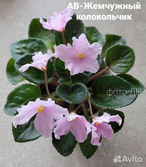 Детки сортовой фиалки (мини) ав-Жемчуж.Колокольчик