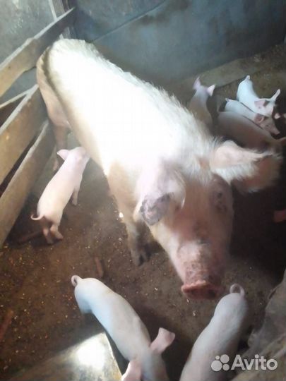 Маленькие поросята