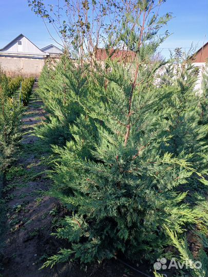 Саженцы хвойных растений