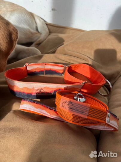 Ошейники и поводки для собак