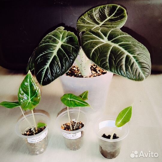 Алоказия Блэк вельвет 