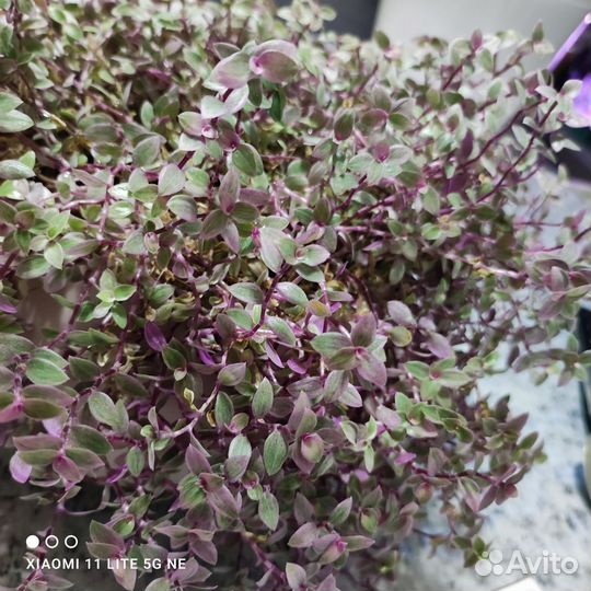 Колизия розовая пантера. Большое новое кашпо