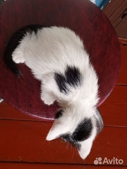 Котенок в добрые руки