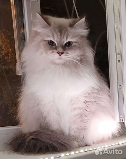 Невская Маскарадная