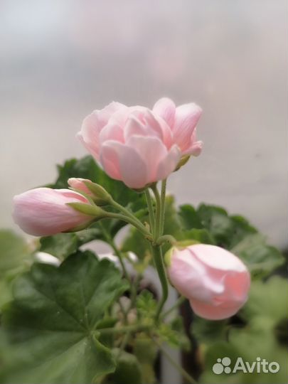 Пеларгонии сортовые