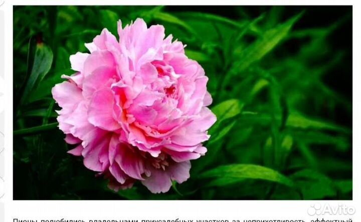 Пионы сортовые саженцы