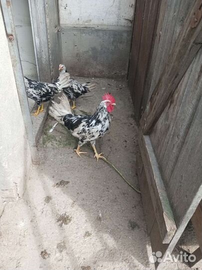 Петухи Леггорн долматинец