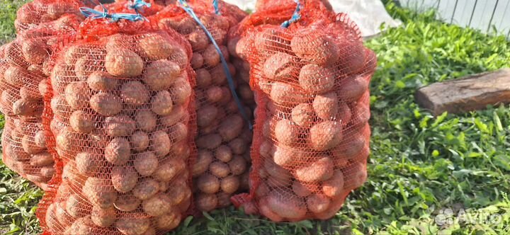 Продам картофель