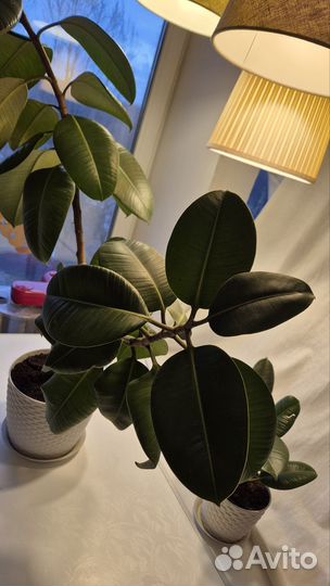 Фикус эластика