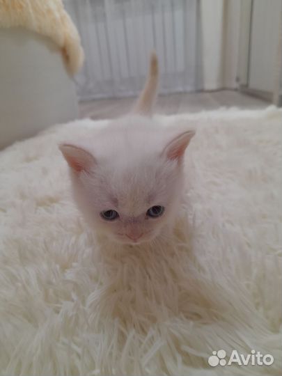 Вислоухие котята