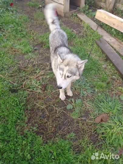 Собака в добрые руки хаски