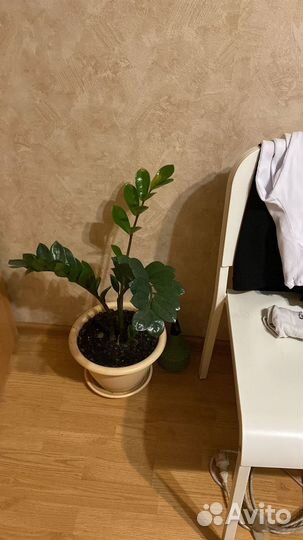 Продаю комнатные цветы