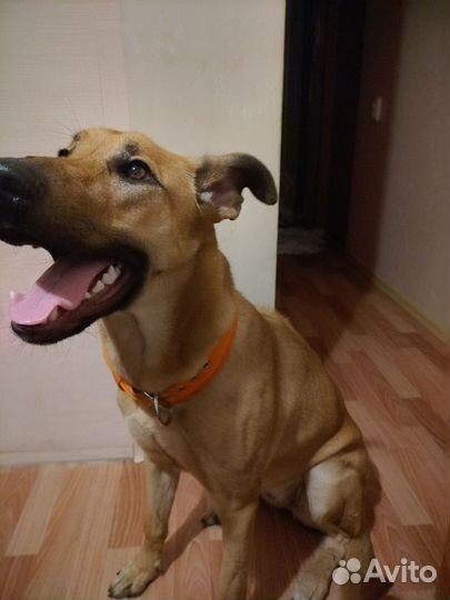 Родезийский риджбек