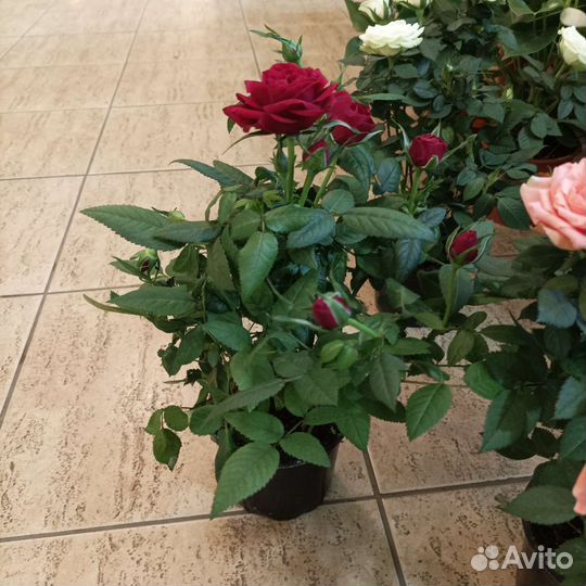 Роза в горшке