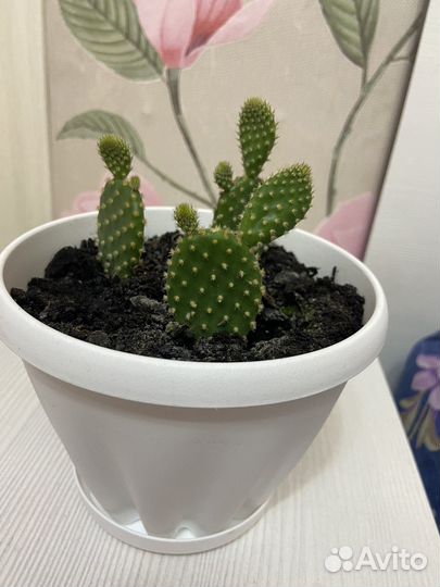 Кактус опунция