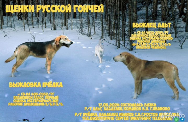 Щенки русской гончей