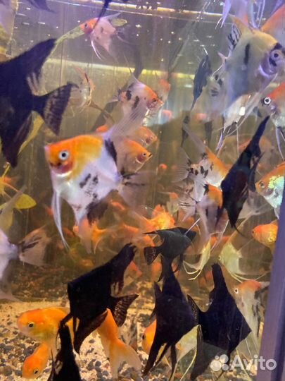 Аквариумные рыбки