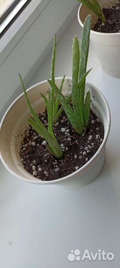 Алоэ вера растение