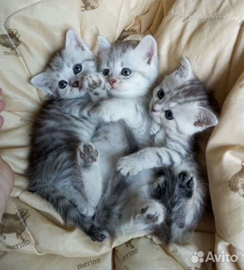 Британские котята