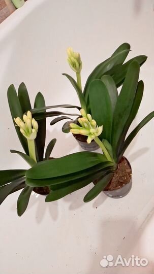 Кливия миниата