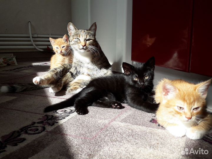 Котята в добрые руки
