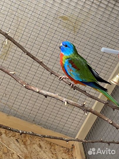 Лазурный попугай