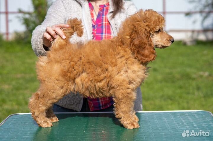 Щенки малого пуделя абрикосового окраса, РКФ