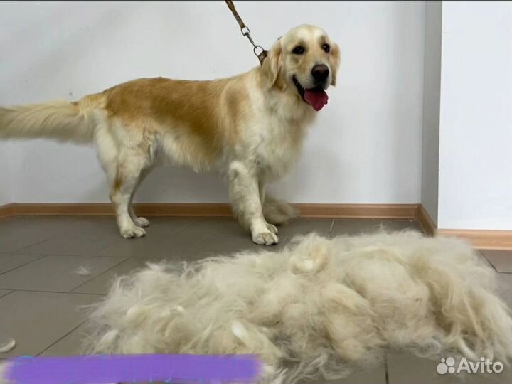 Стрижка собак и кошек