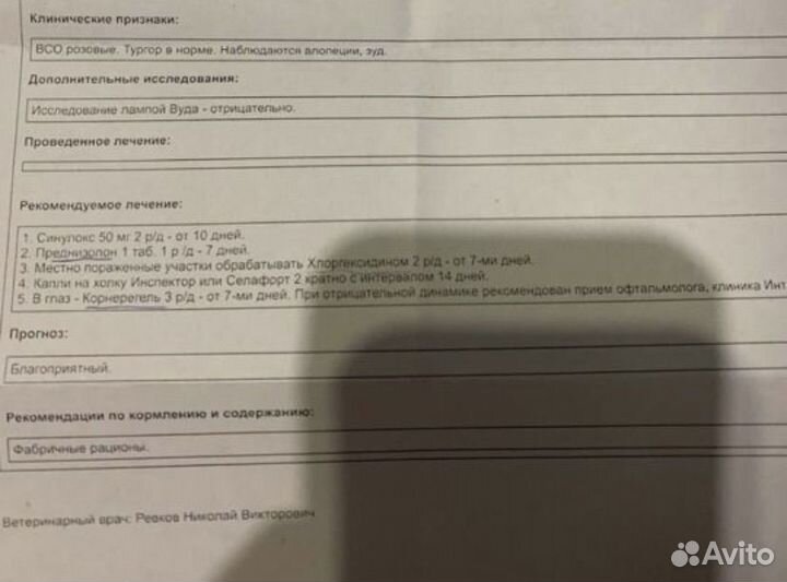 Кошка в добрые руки бесплатно