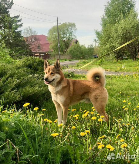 Красавец Джей метис лайки 1,5 года ищет дом
