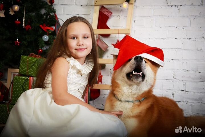 Собака для фотосессии