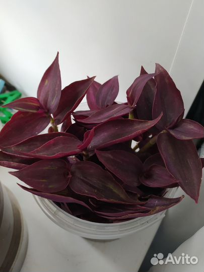 Традесканция зебрина фиолетовая