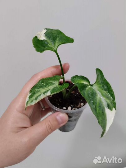 Сингониум разные сорта