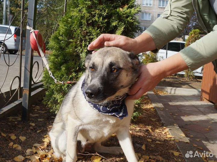 Собака в добрые руки