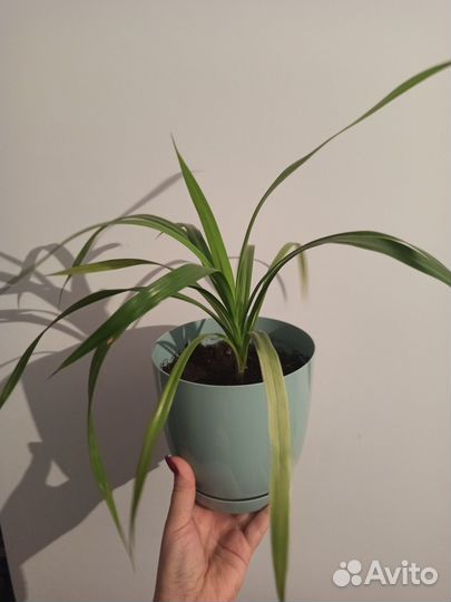 Панданус пальма