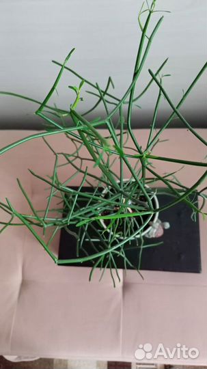 Хатиора или рапсалис