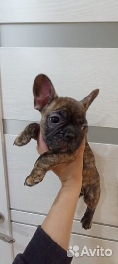 Французики