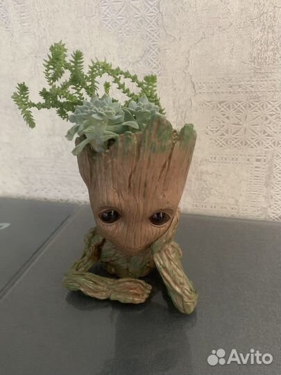 Суккуленты