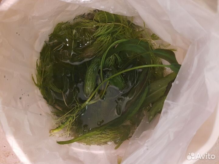 Криптокорина, саггитария, роголистник