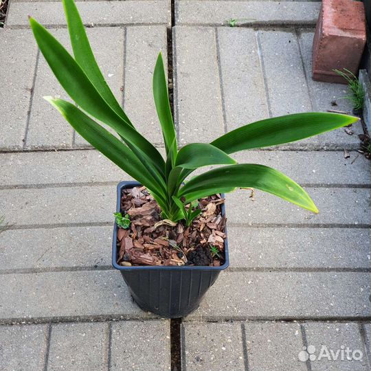 Агапантус Black Magic