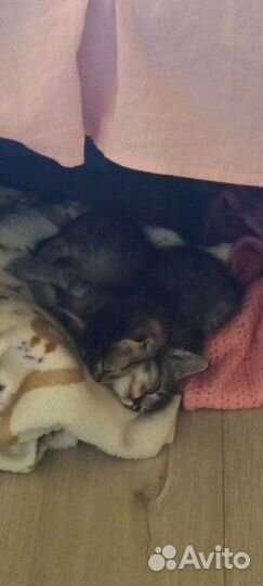 Лёлька и Долька ищут дом