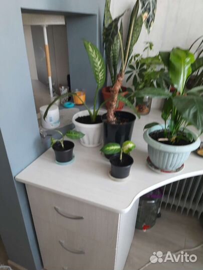 Комнатные цветы