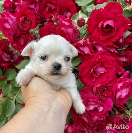 Чихуахуа девочка мини