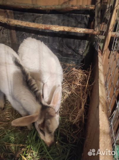 Козлик и козочка