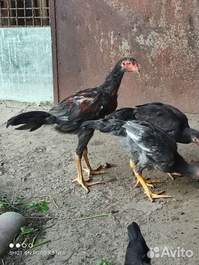 Бойцовые куры, молодежь