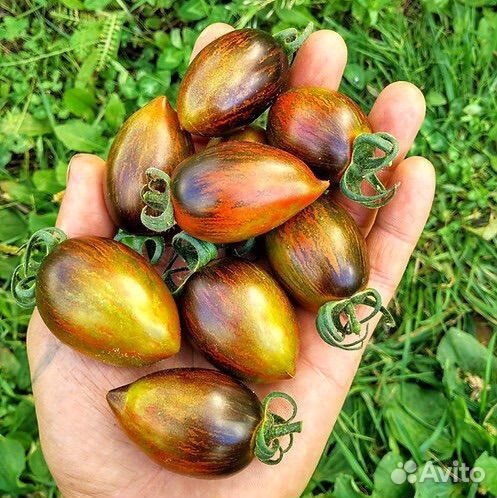 Томат Атомный виноград Брэда 10 +1 штук